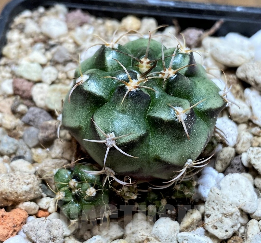 YAR21128 Gymnocalycium joossensianum - immagine 2