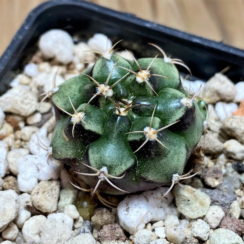 YAR21128 Gymnocalycium joossensianum