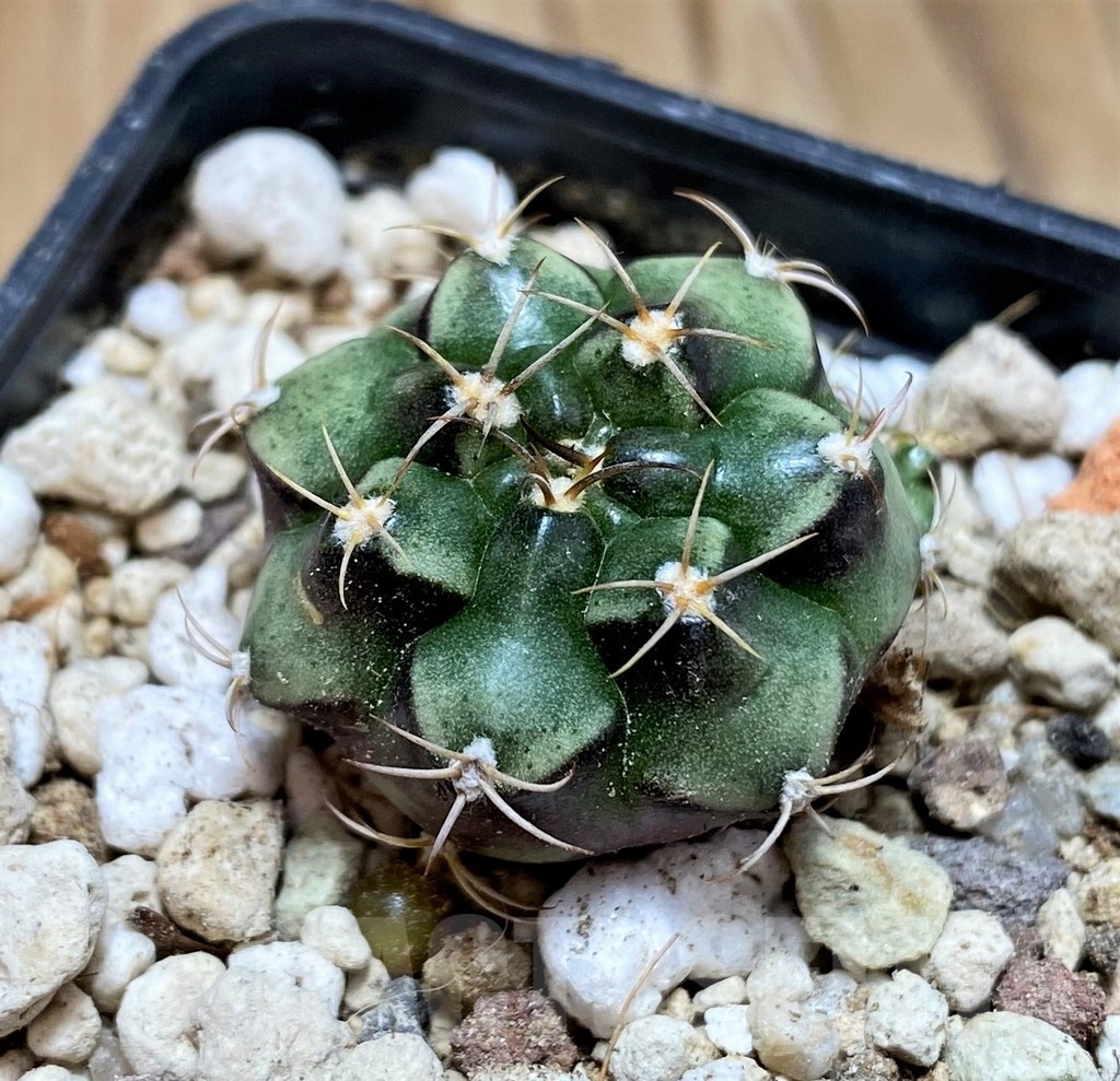 YAR21128 Gymnocalycium joossensianum