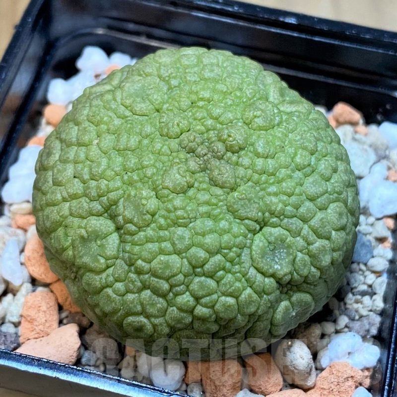 SH20692 Pseudolithos migiurtinus