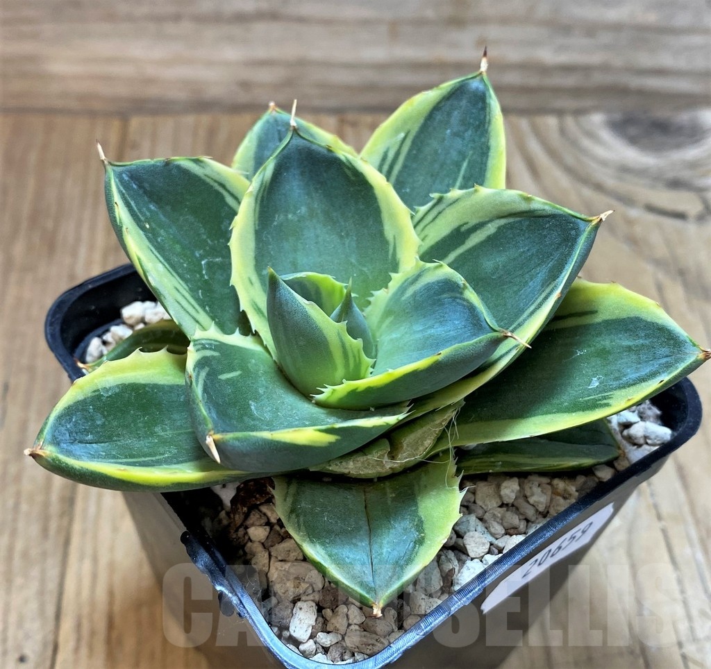 SH20659 Agave 'Tinkerbell' - Image 2