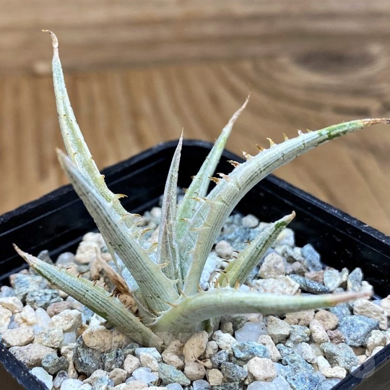 Dyckia – Cactus-online
