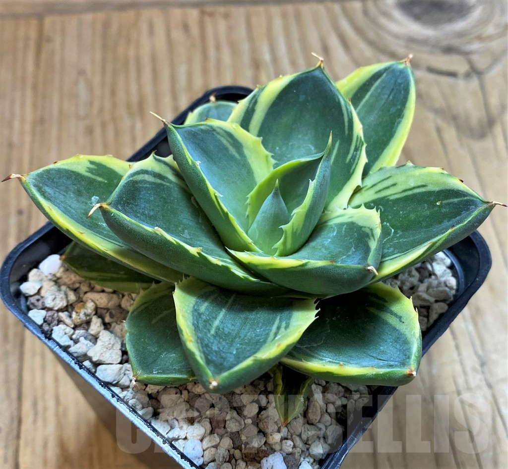 SH20659 Agave 'Tinkerbell'