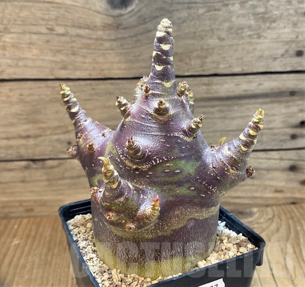 SH20697 Adenium arabicum 'Black Body' - Image 2