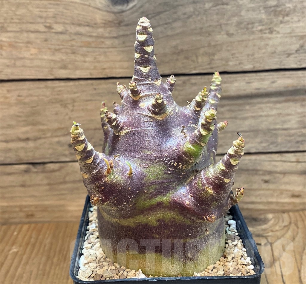 SH20697 Adenium arabicum 'Black Body'