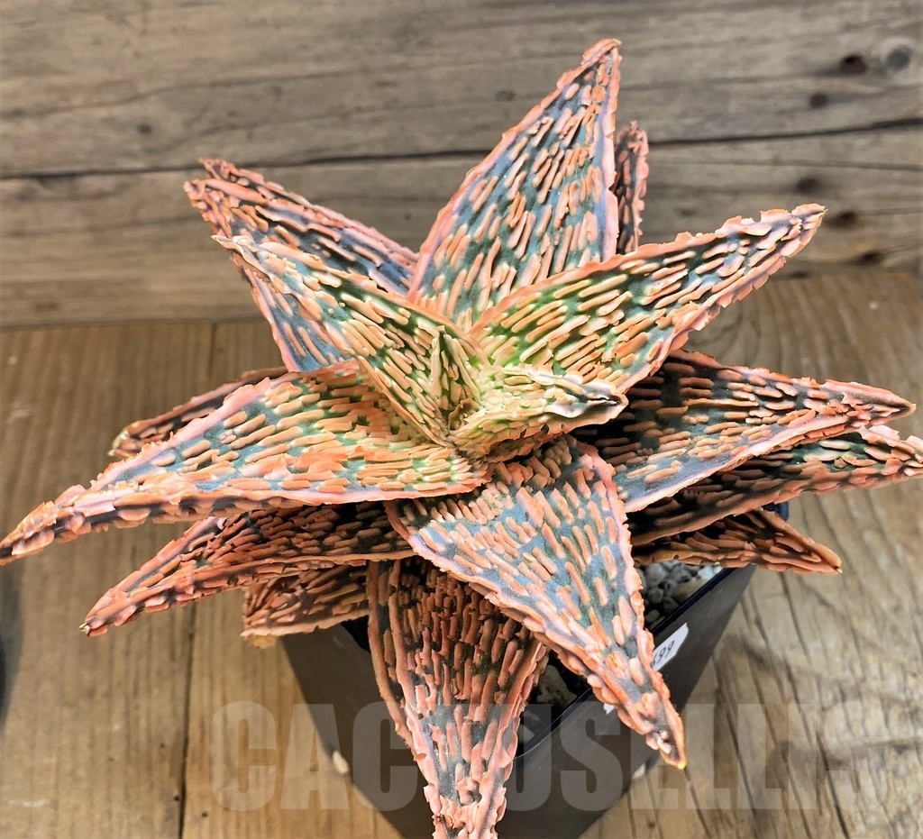 SH20699 Aloe TCT hybrid - Image 2