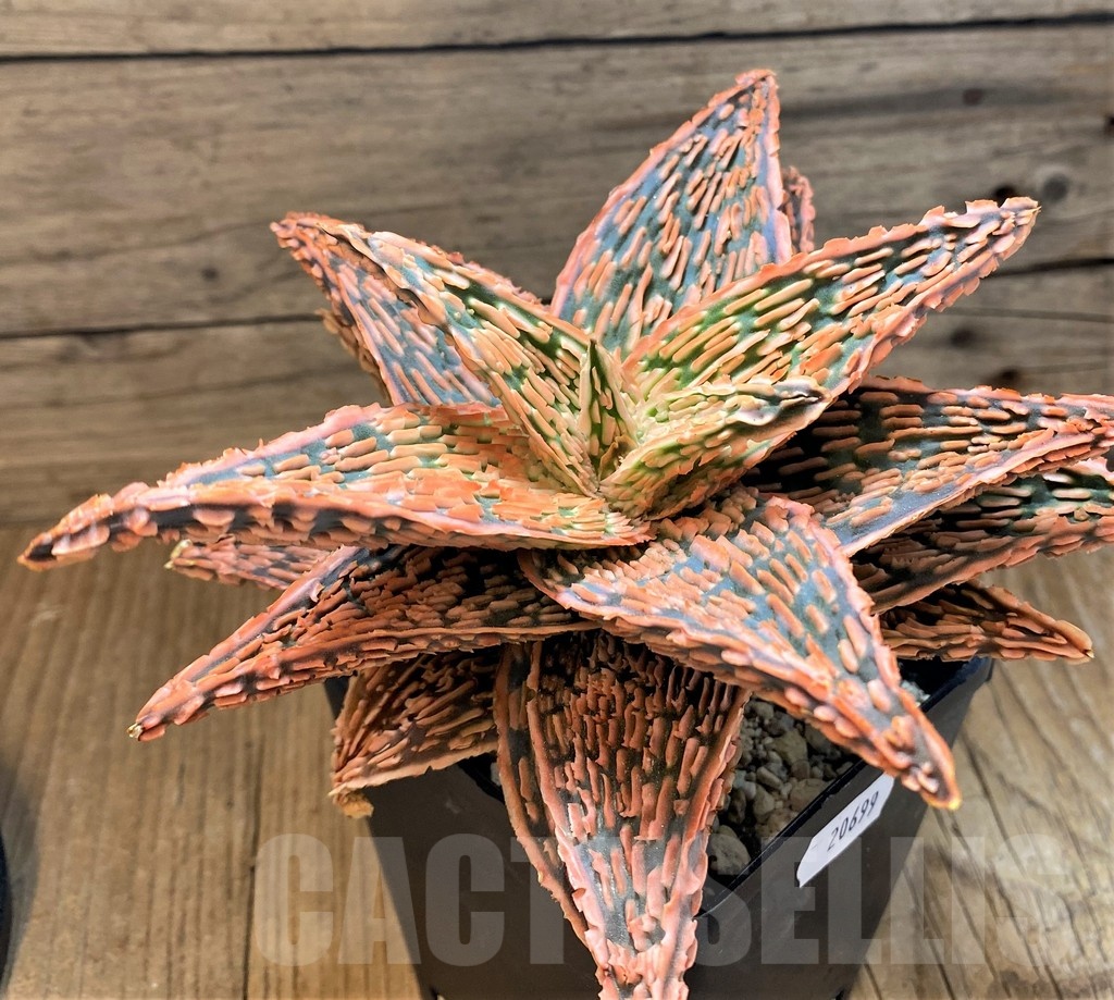 SH20699 Aloe TCT hybrid - Image 3