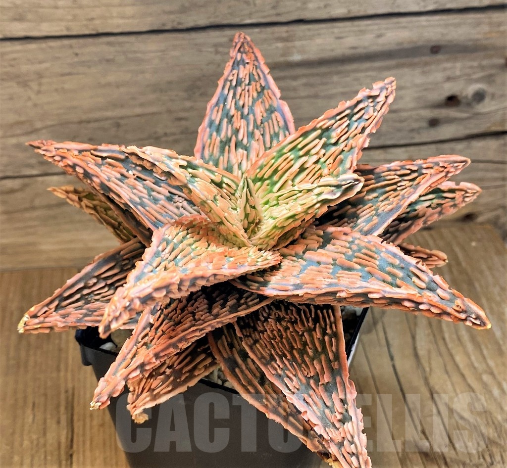 SH20699 Aloe TCT hybrid