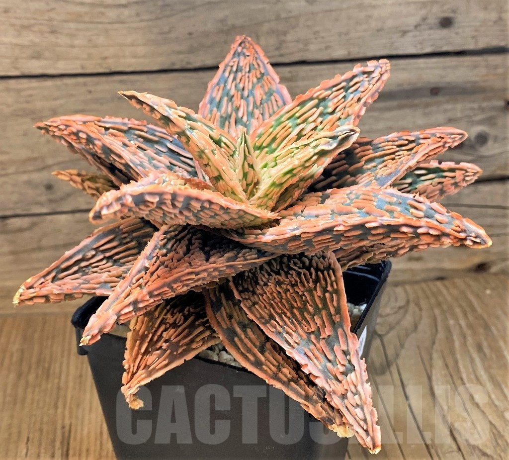 SH20699 Aloe TCT hybrid - Image 4