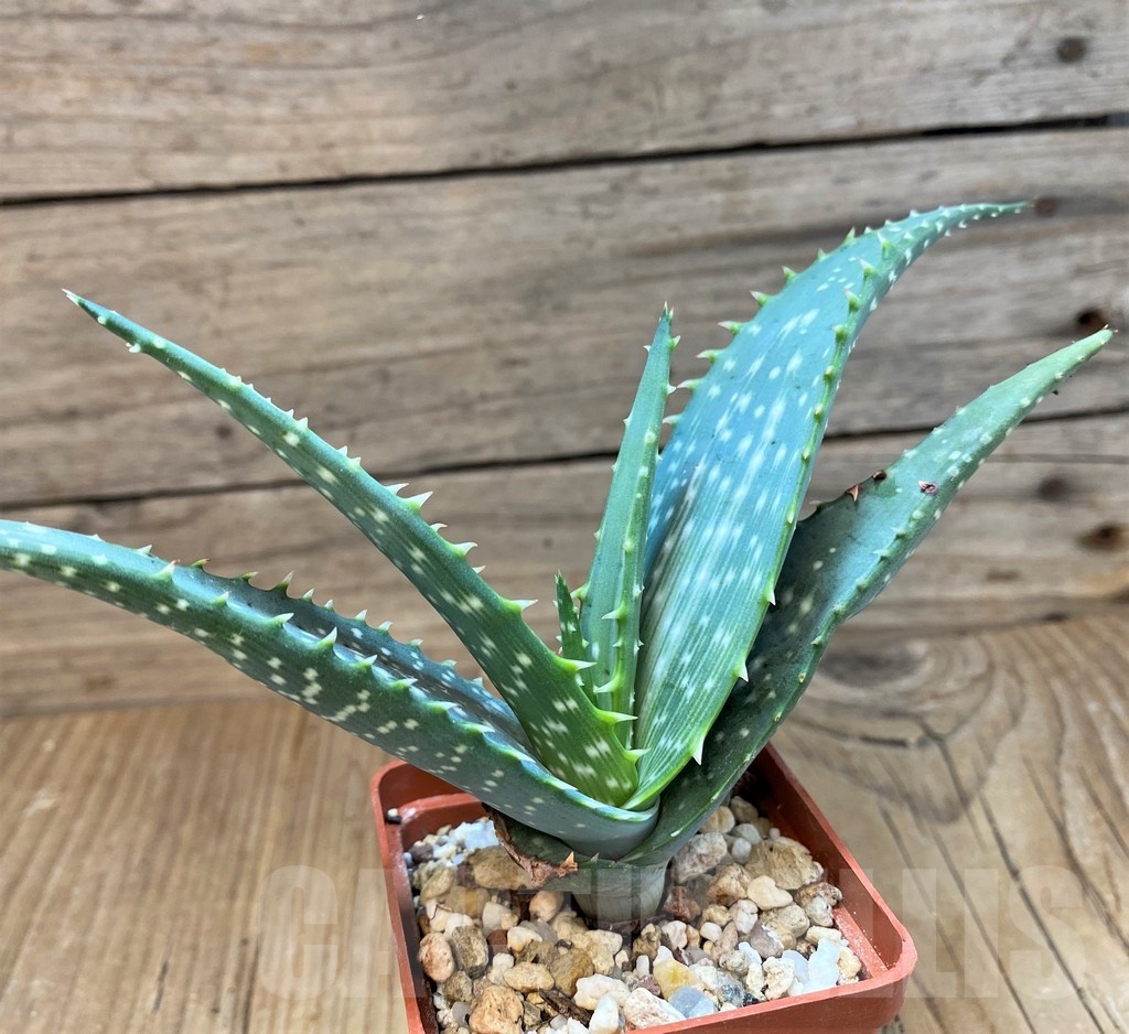 SH20702 Aloe microstigma - Зображення 3