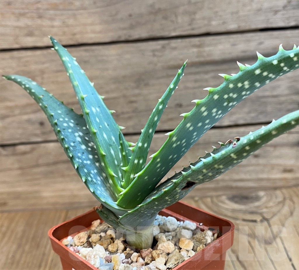 SH20702 Aloe microstigma - Зображення 2