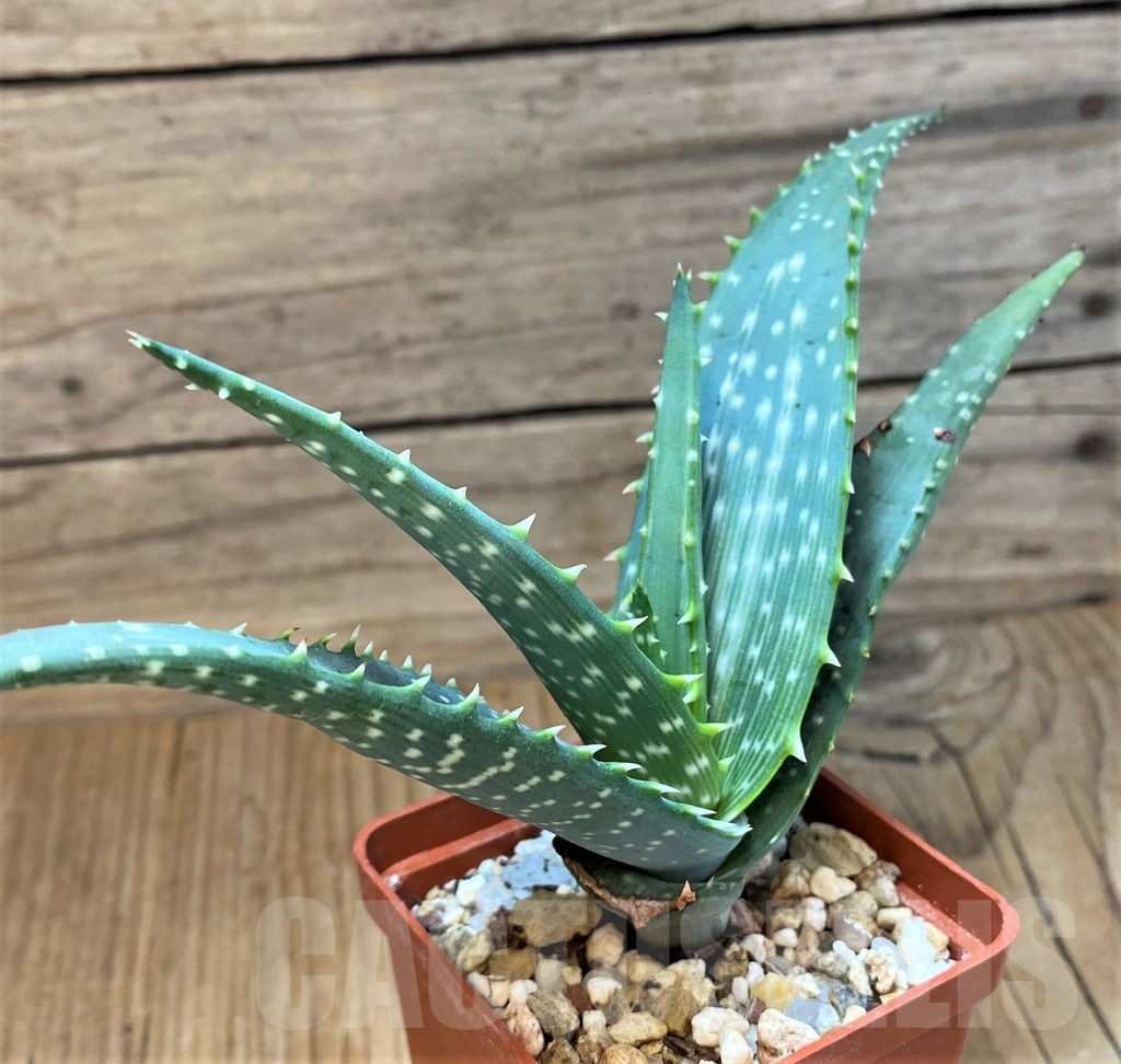 SH20702 Aloe microstigma