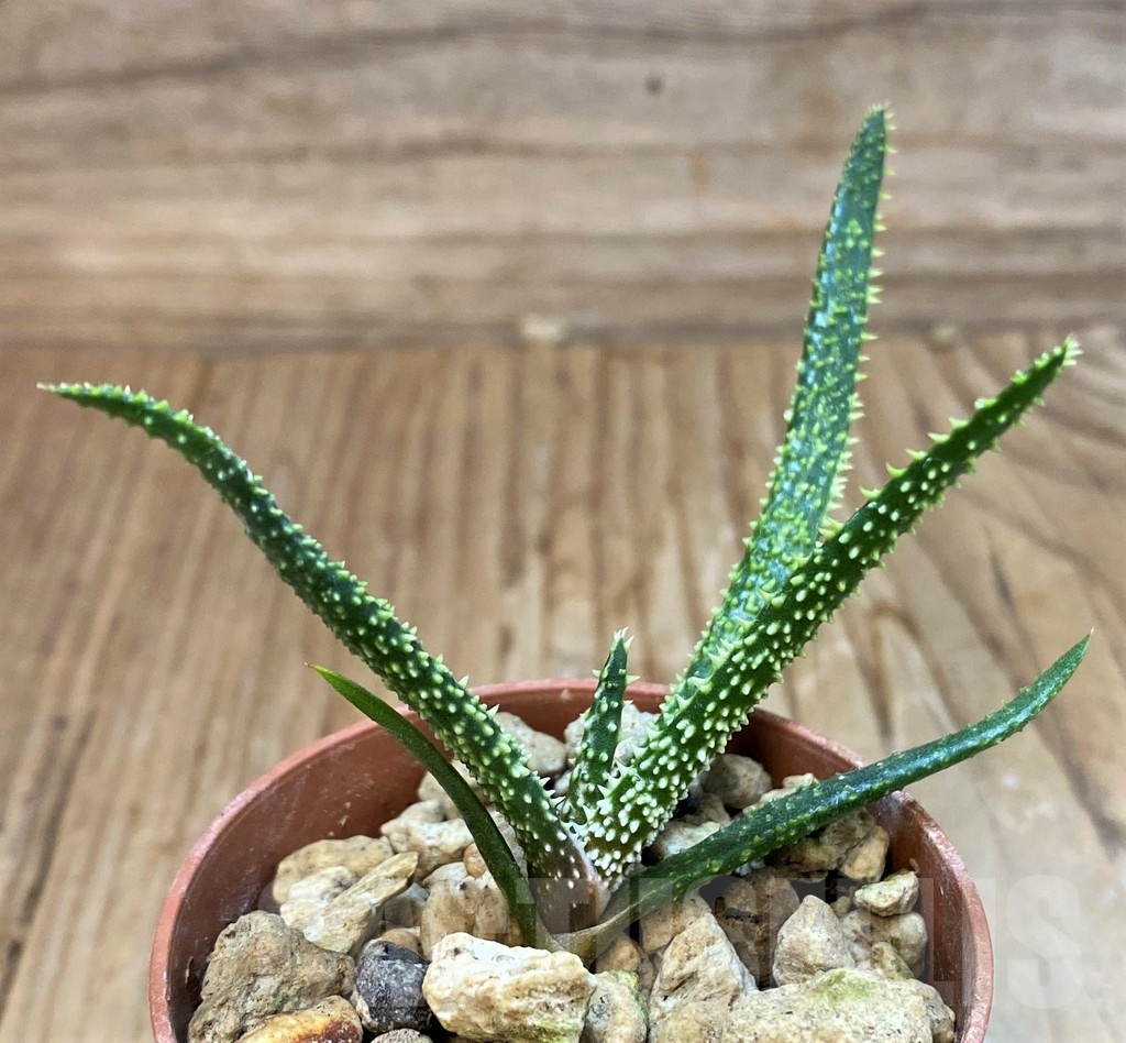SH20704 Aloe delicatifolia
