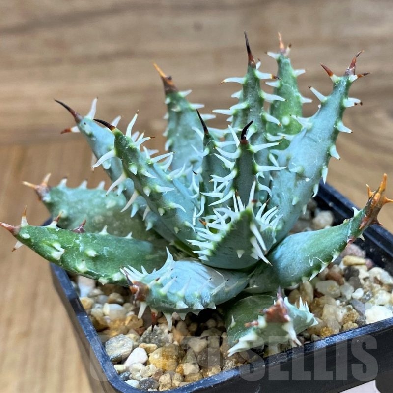 SH20706 Aloe erinacea