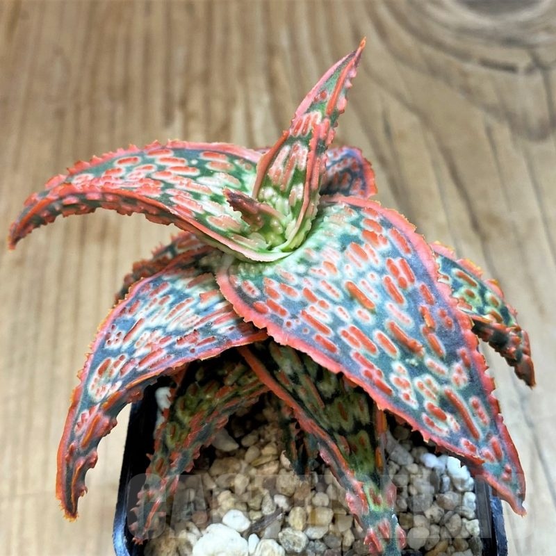 SH20707 Aloe TCT hybrid