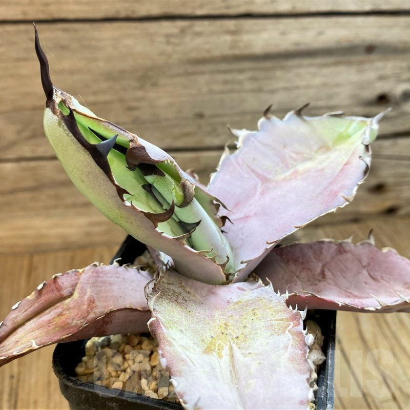 SH20660 Agave titanota 'Black and Blue'