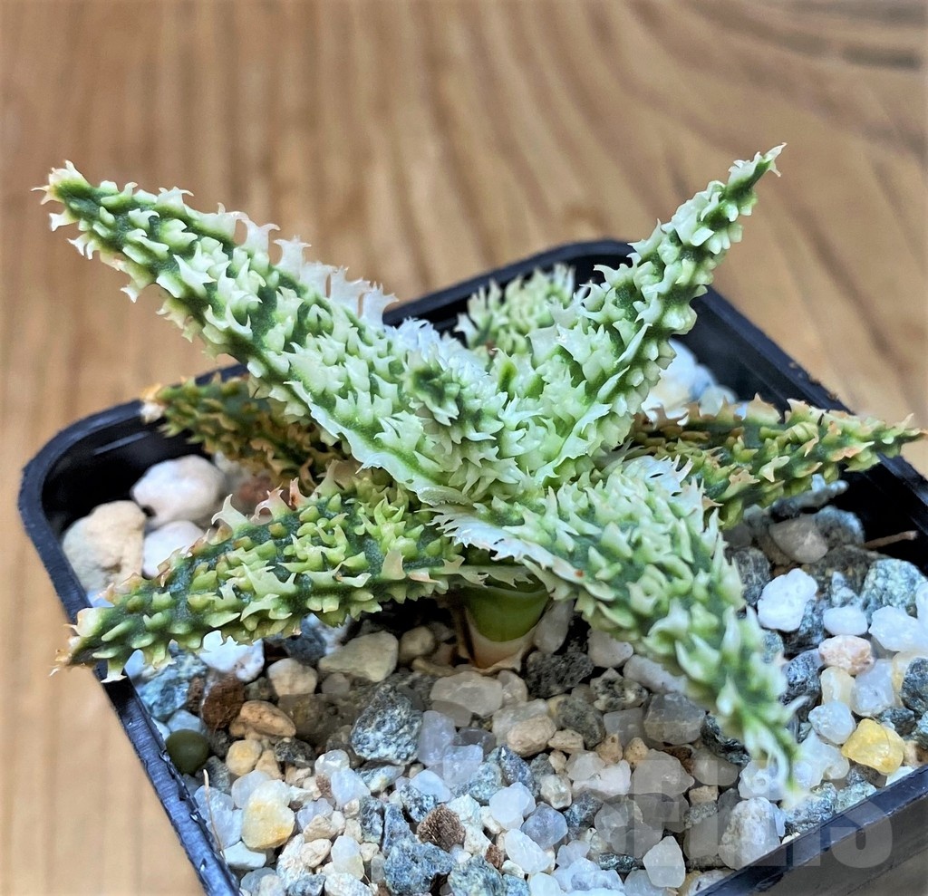 SH20709 Aloe TCT hybrid - Image 2