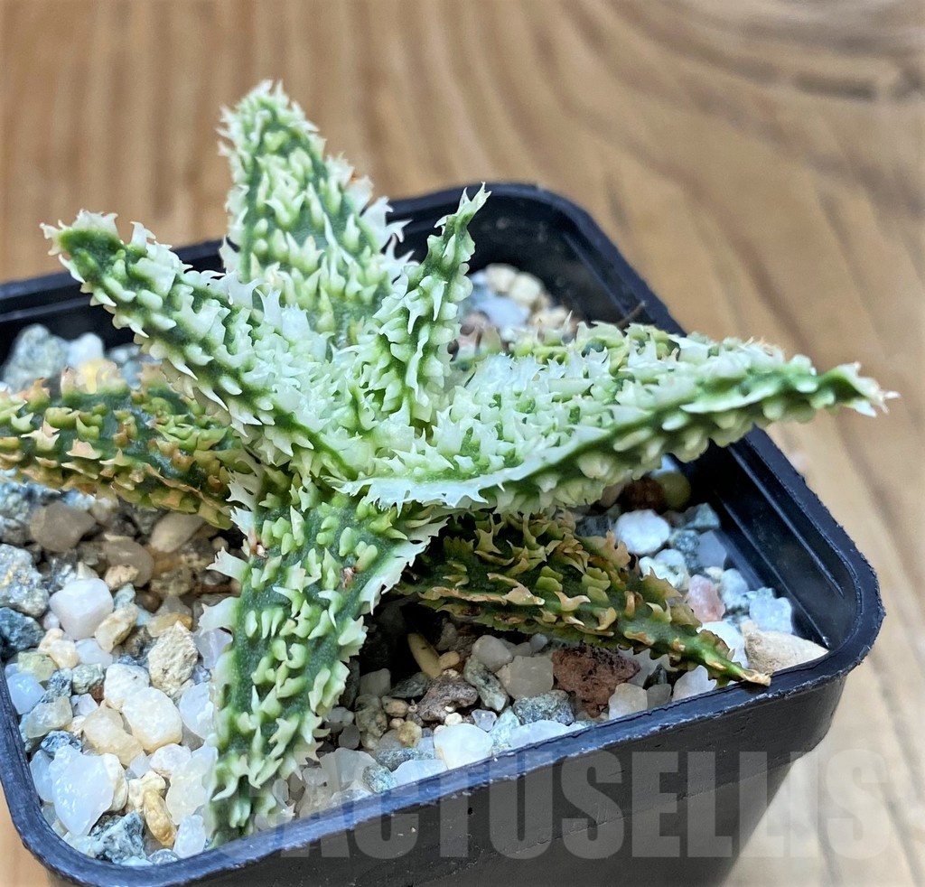 SH20709 Aloe TCT hybrid