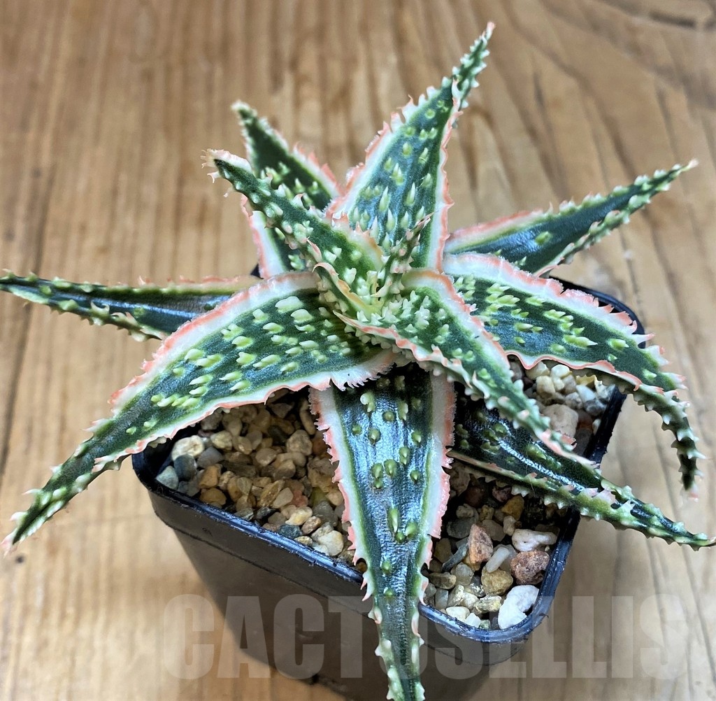 SH20711 Aloe TCT hybrid - immagine 2