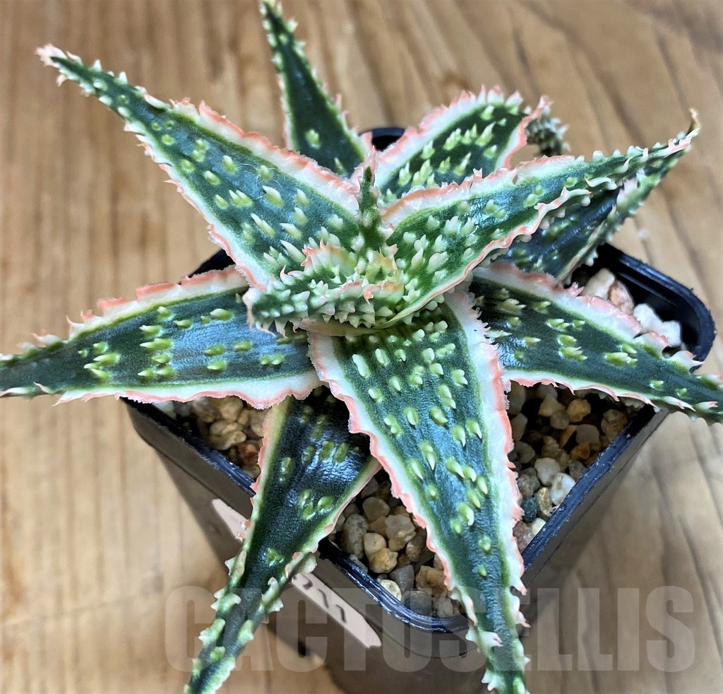 SH20711 Aloe TCT hybrid