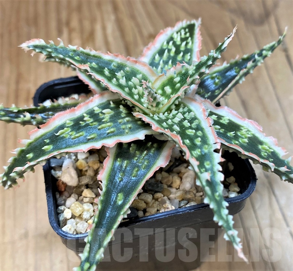 SH20711 Aloe TCT hybrid - immagine 3