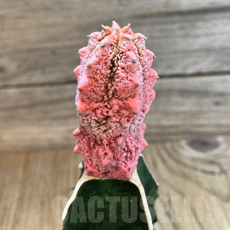 SH20661 Euphorbia abdelkuri 'Damask', grafted