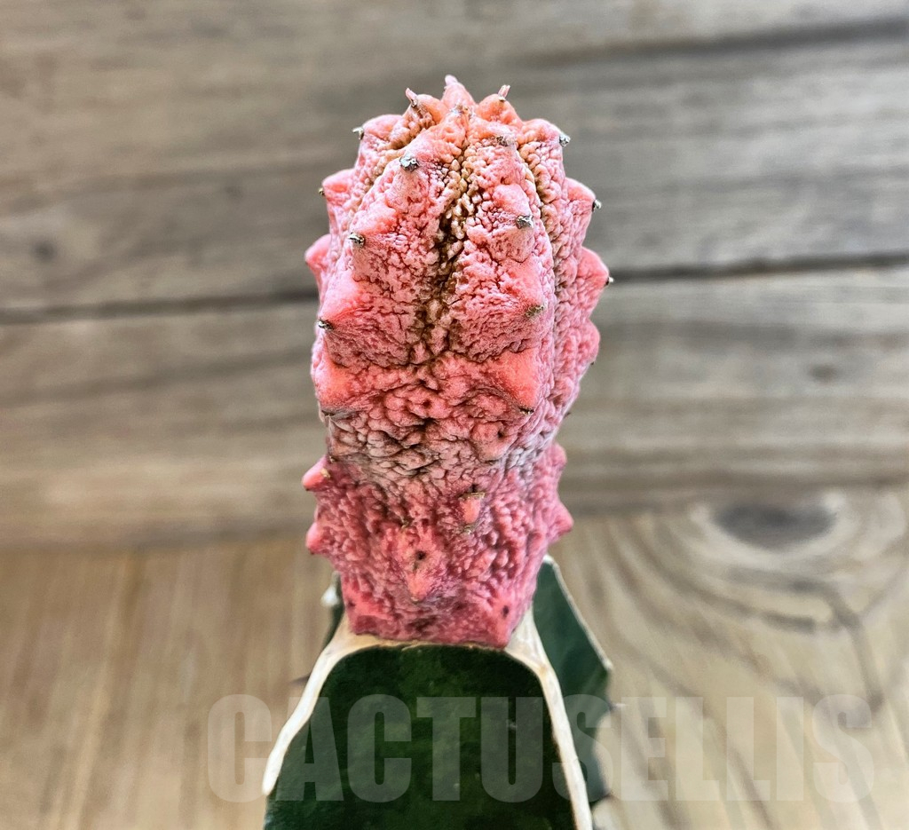 SH20661 Euphorbia abdelkuri 'Damask', grafted