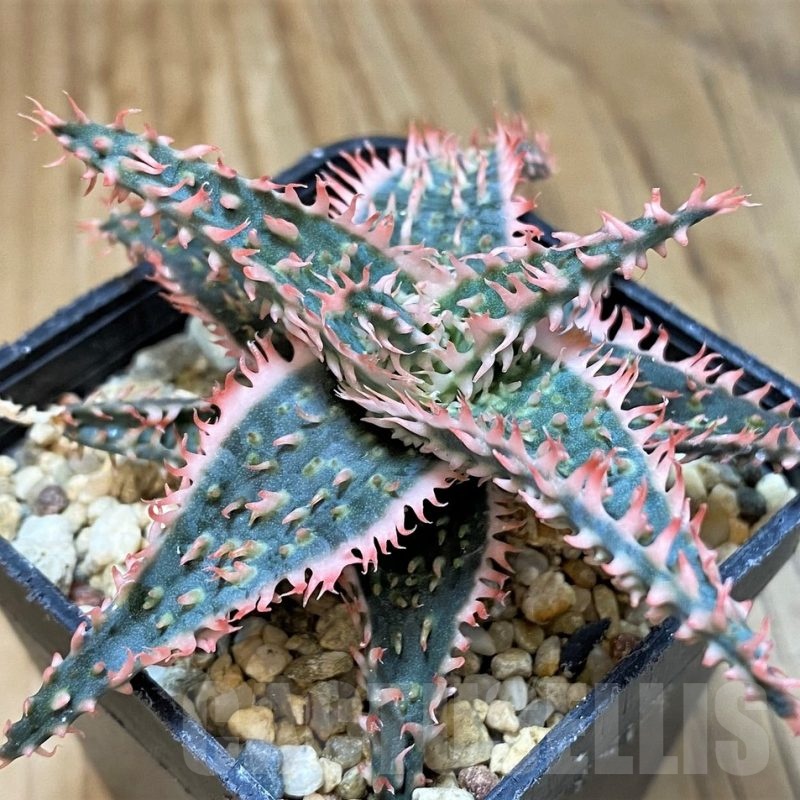 SH20715 Aloe TCT hybrid