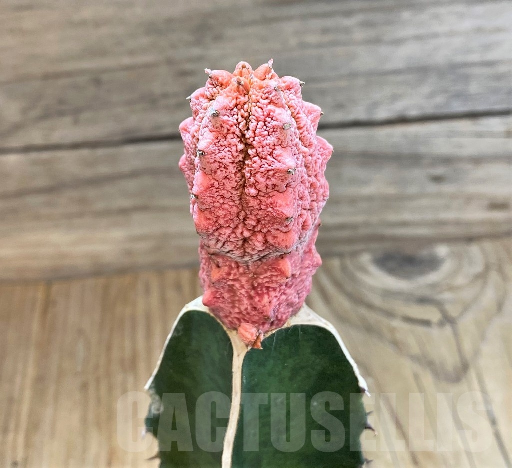 SH20661 Euphorbia abdelkuri 'Damask', grafted - Зображення 2