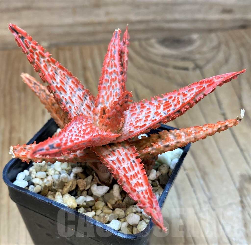 SH20717 Aloe TCT hybrid