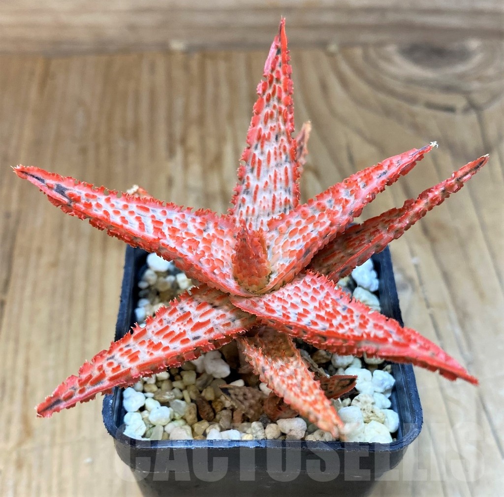 SH20717 Aloe TCT hybrid - immagine 2