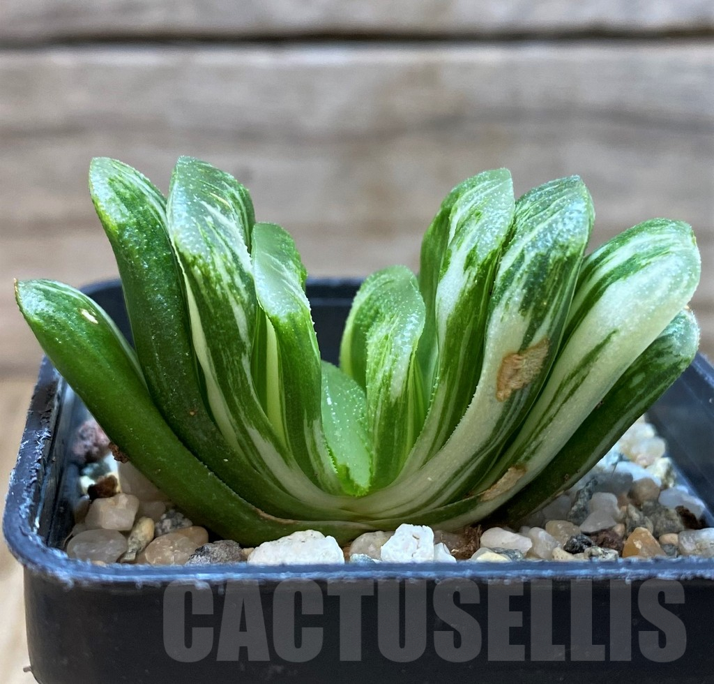 SH20554 Haworthia truncata 'Lime Green' f. variegata - 画像 (3)