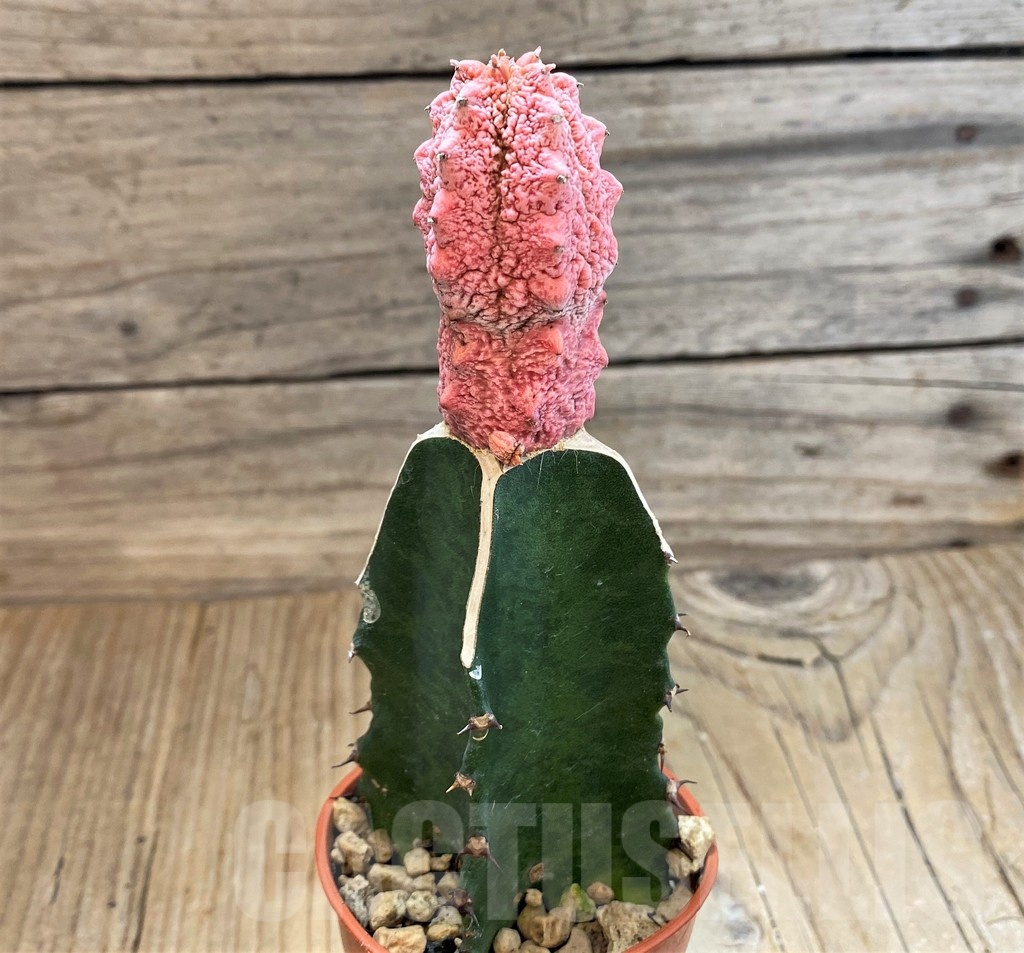 SH20661 Euphorbia abdelkuri 'Damask', grafted - Зображення 3