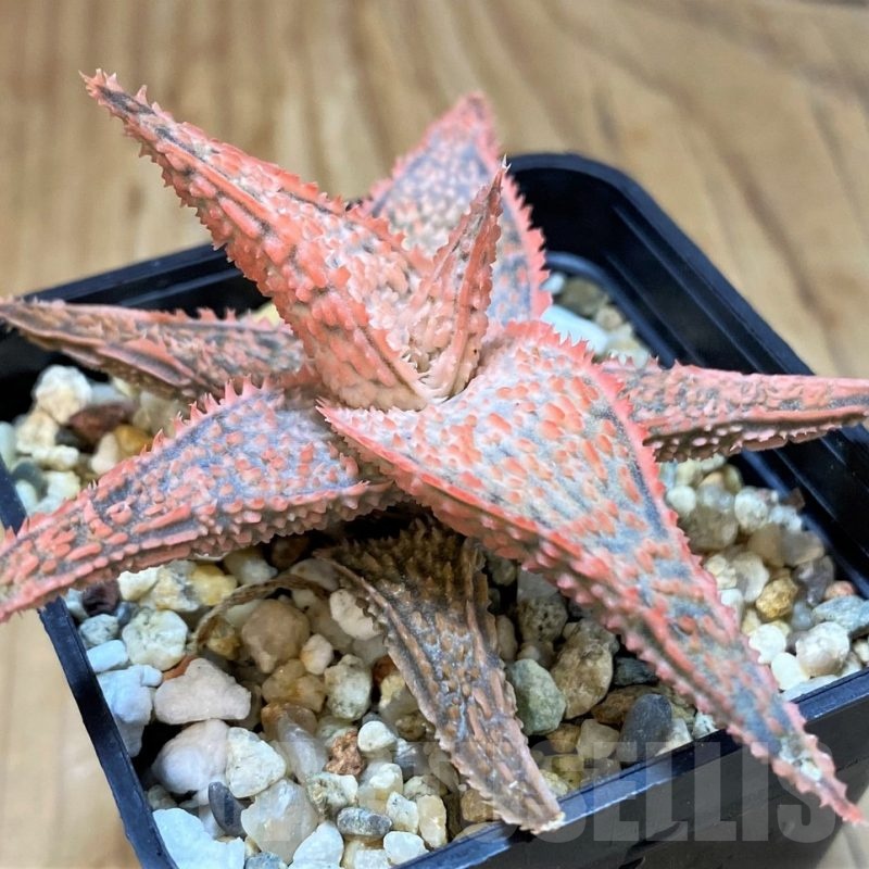 SH20720 Aloe TCT hybrid