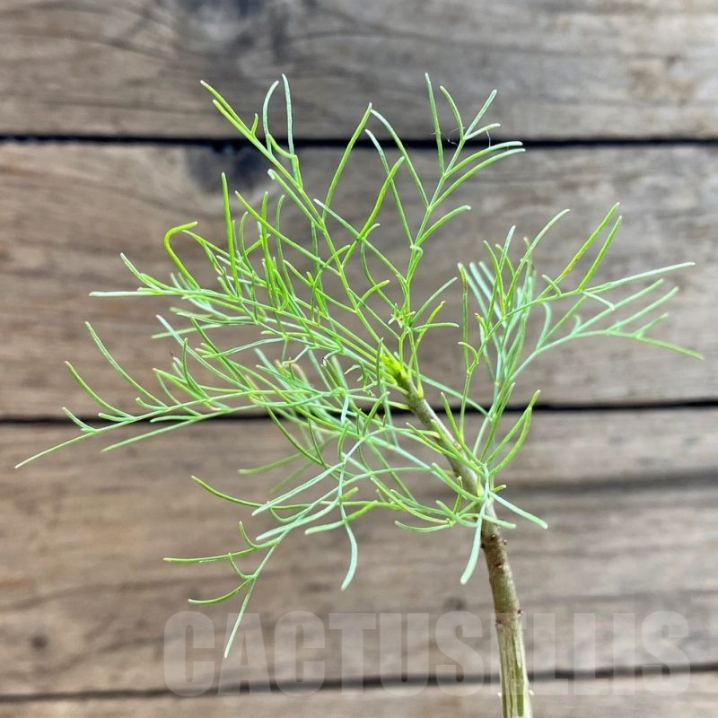 SH20662 Commiphora kraeuseliana