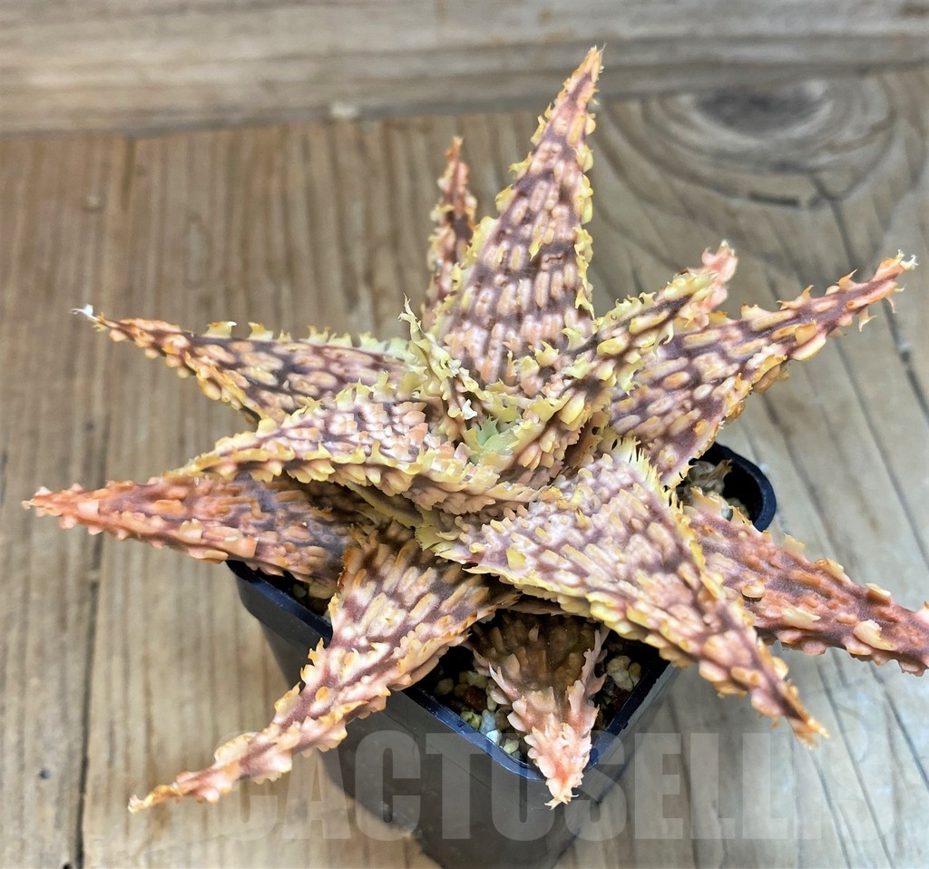 SH20723 Aloe TCT hybrid - Image 2