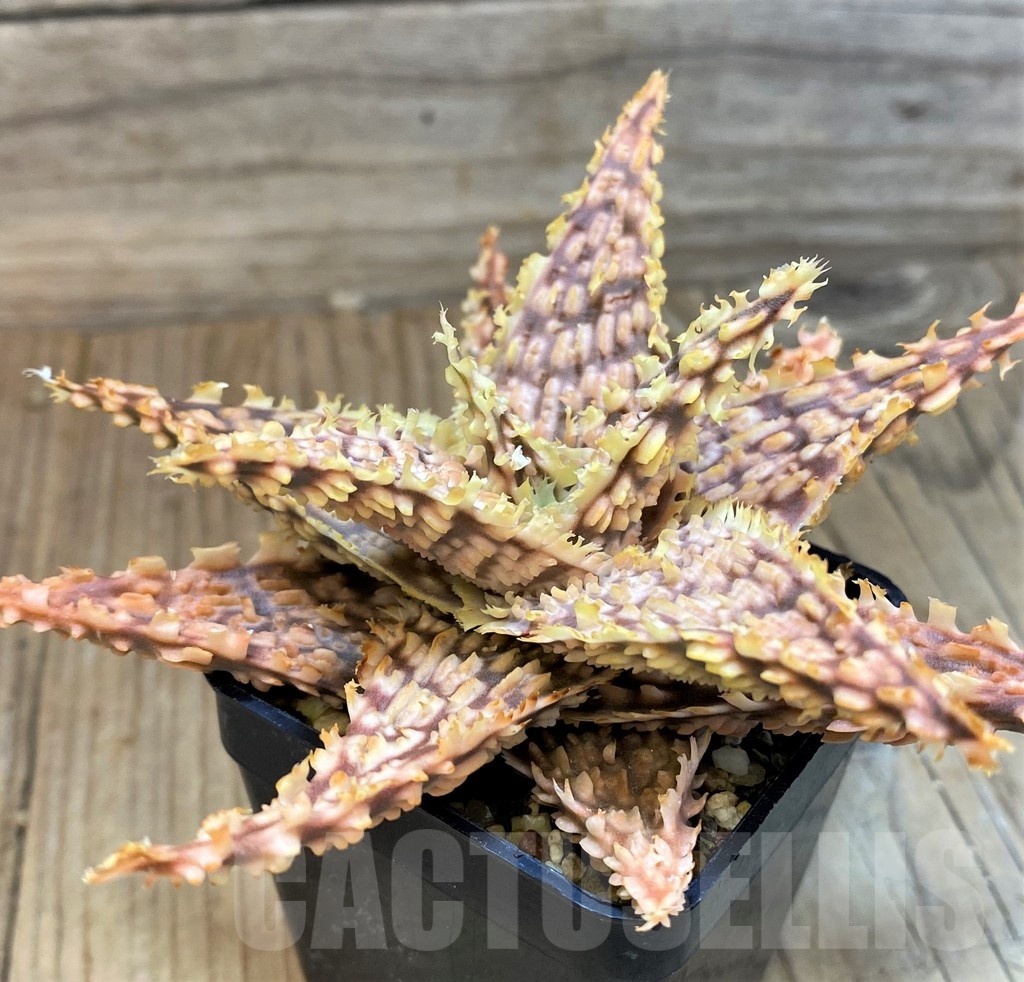 SH20723 Aloe TCT hybrid