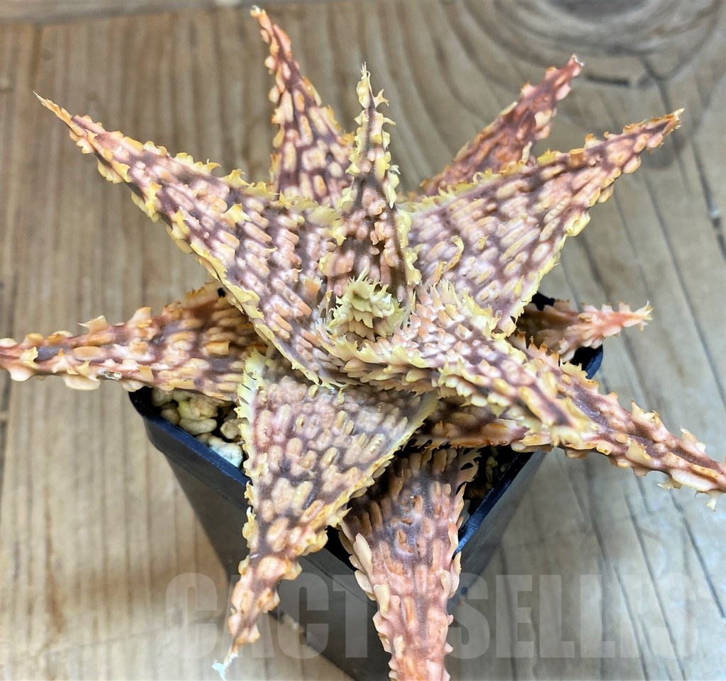 SH20723 Aloe TCT hybrid - Image 3