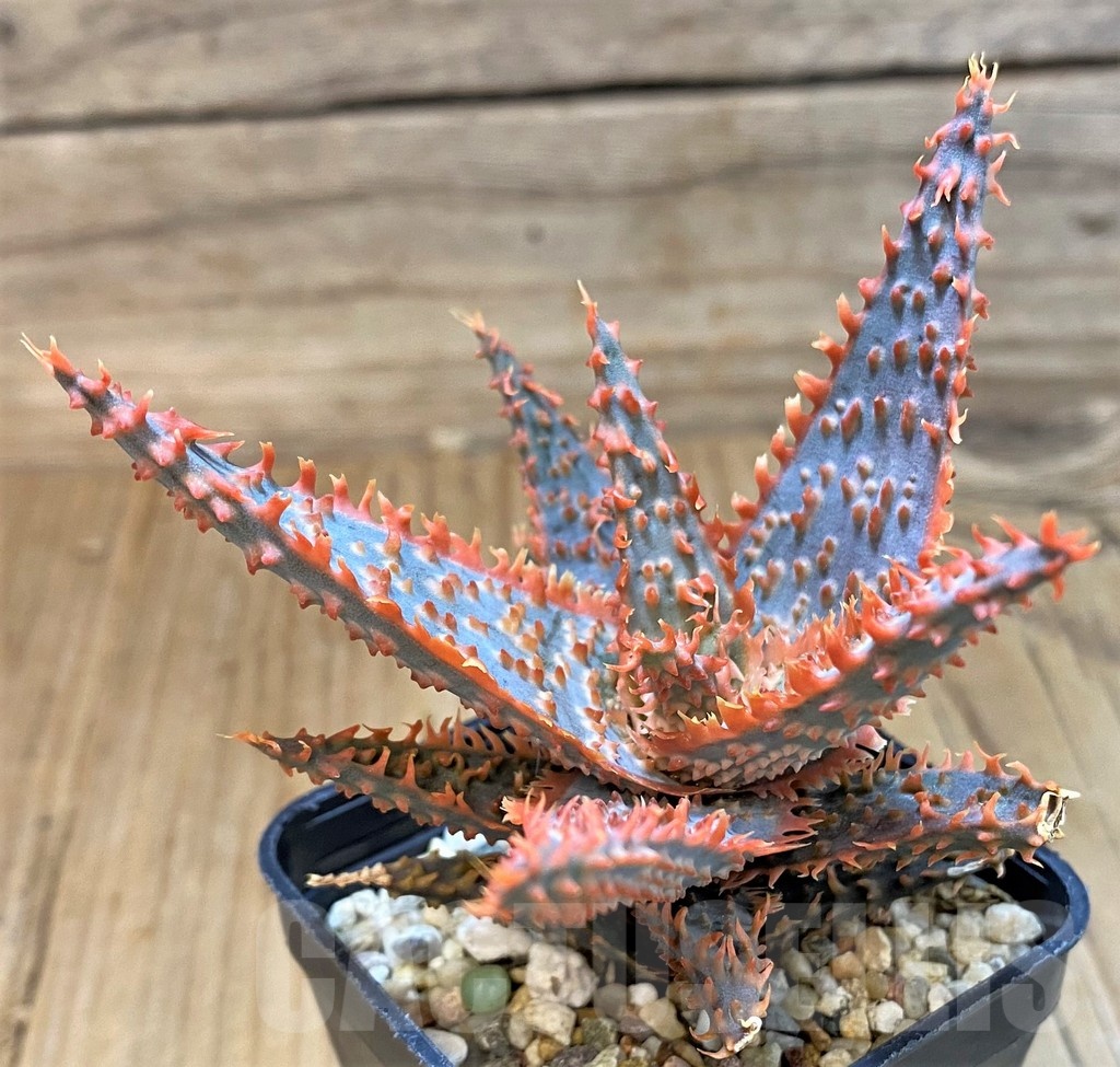 SH20725 Aloe TCT hybrid