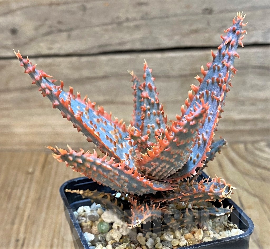 SH20725 Aloe TCT hybrid - immagine 2