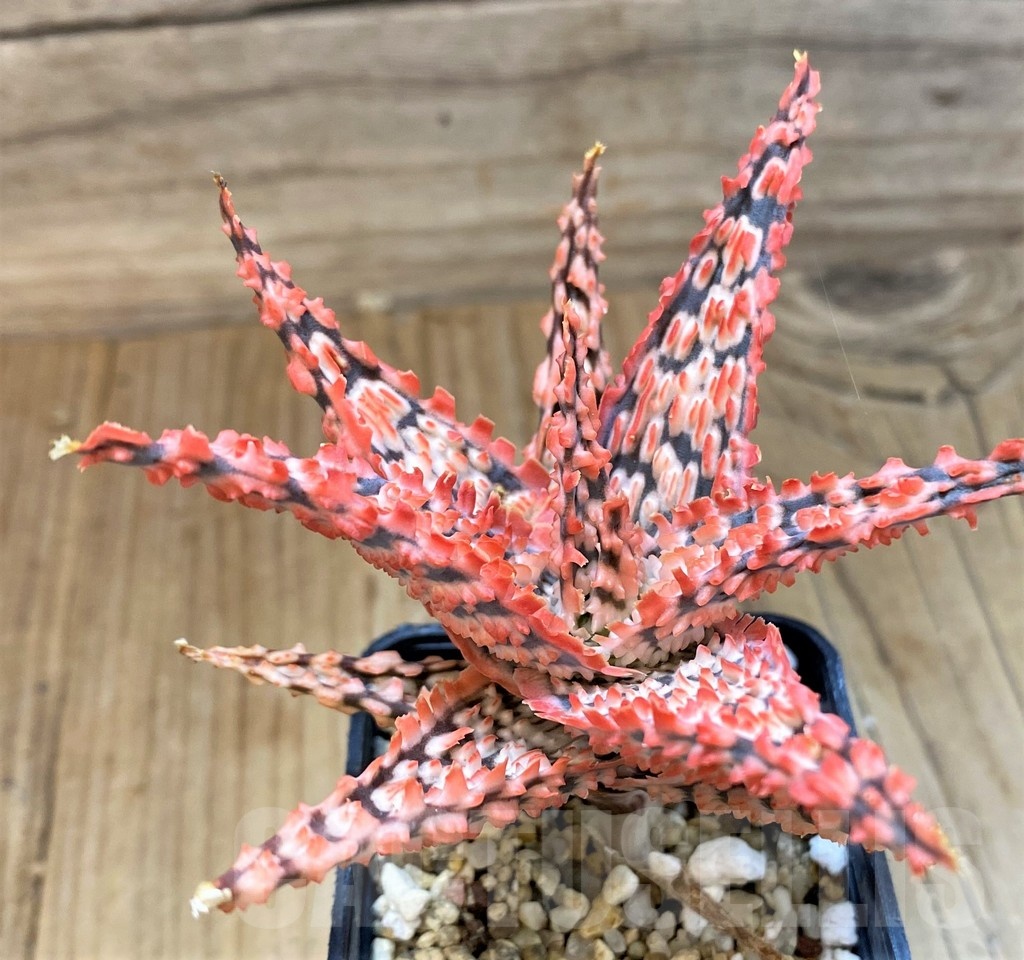 SH20726 Aloe TCT hybrid