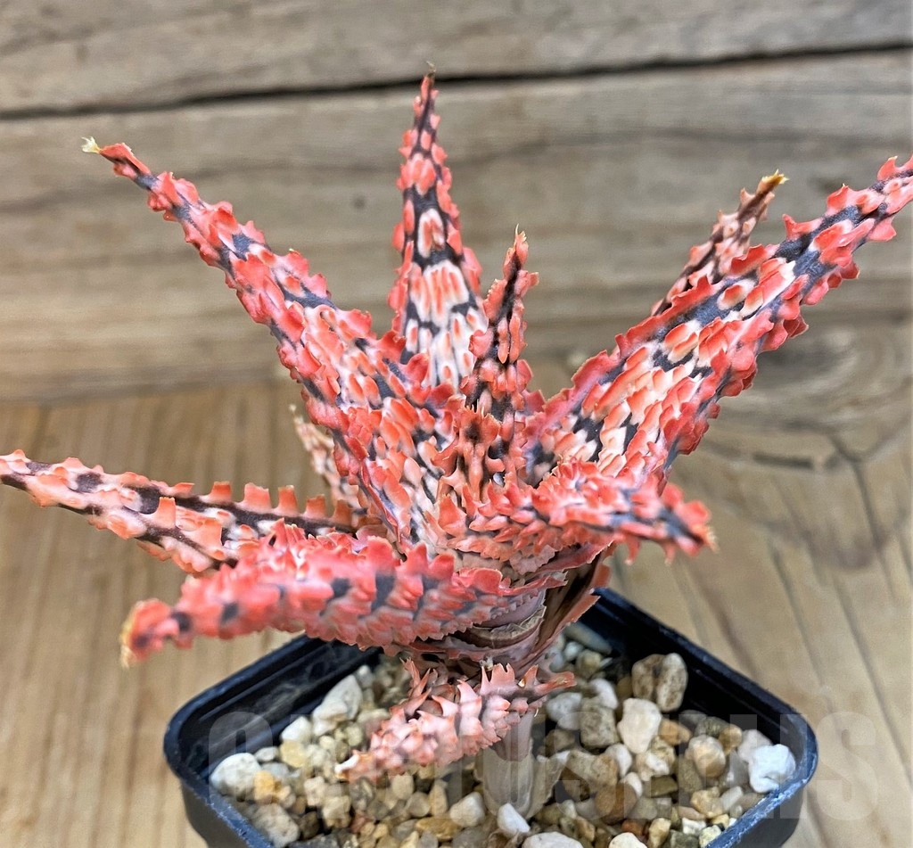 SH20726 Aloe TCT hybrid - immagine 2