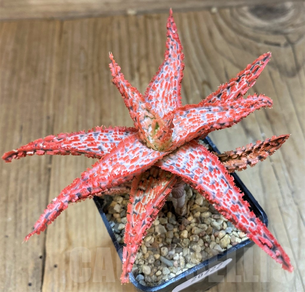 SH20727 Aloe TCT hybrid - immagine 2