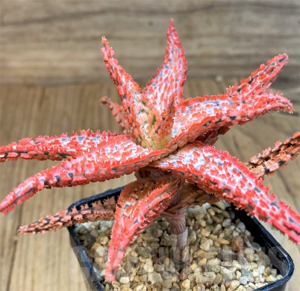 SH20727 Aloe TCT hybrid