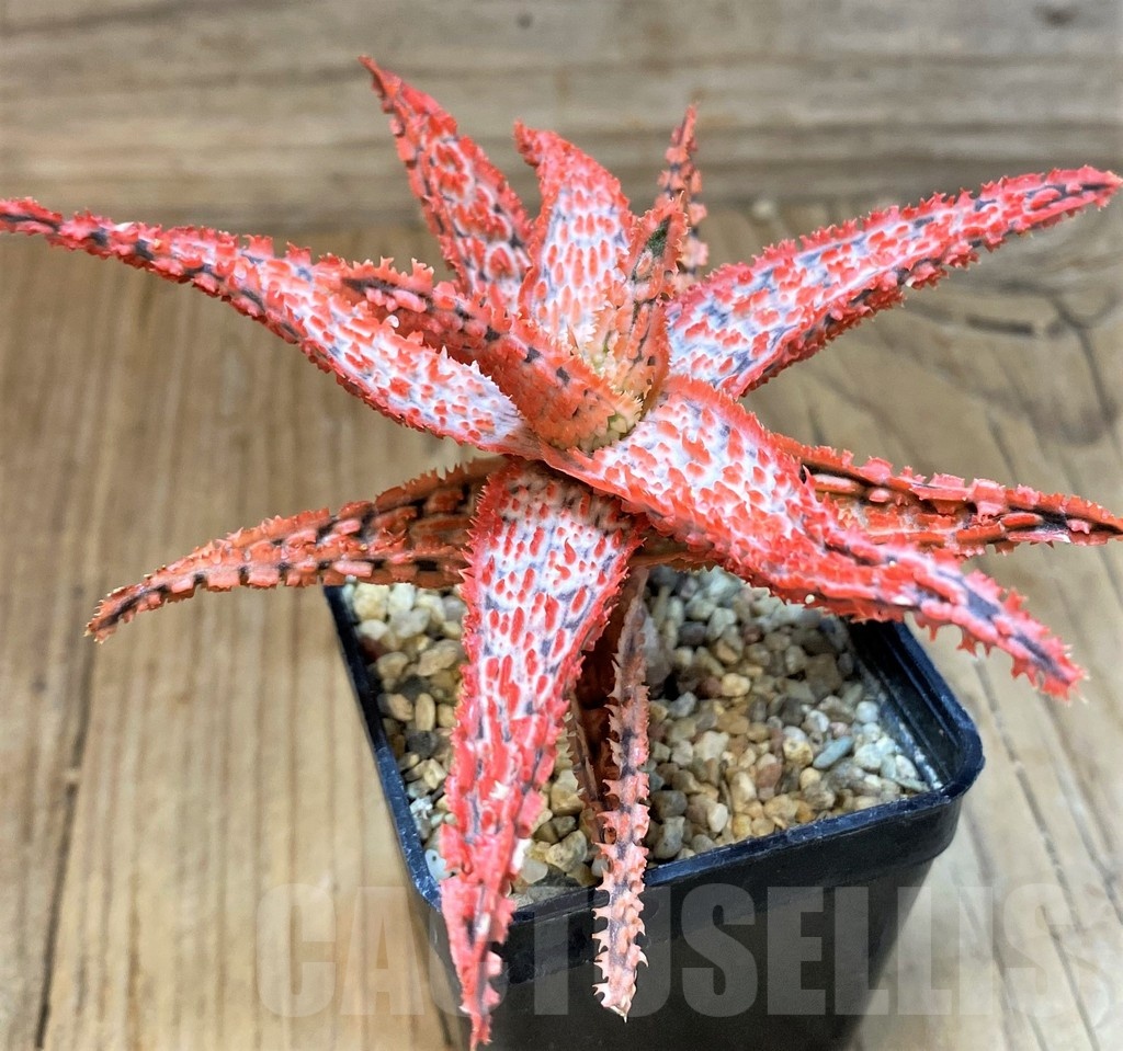 SH20727 Aloe TCT hybrid - immagine 3