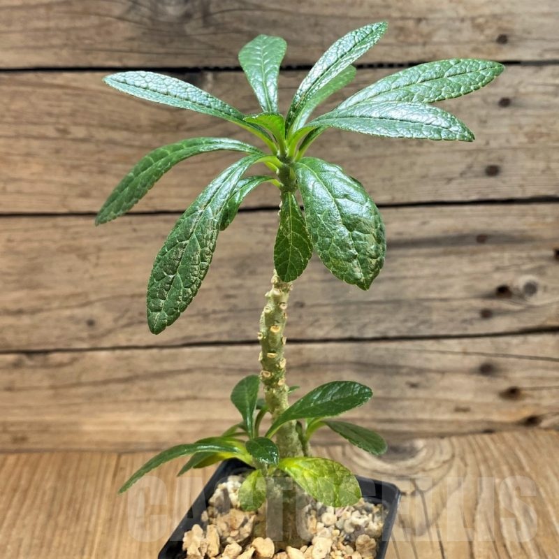 SH20664 Dorstenia gigas