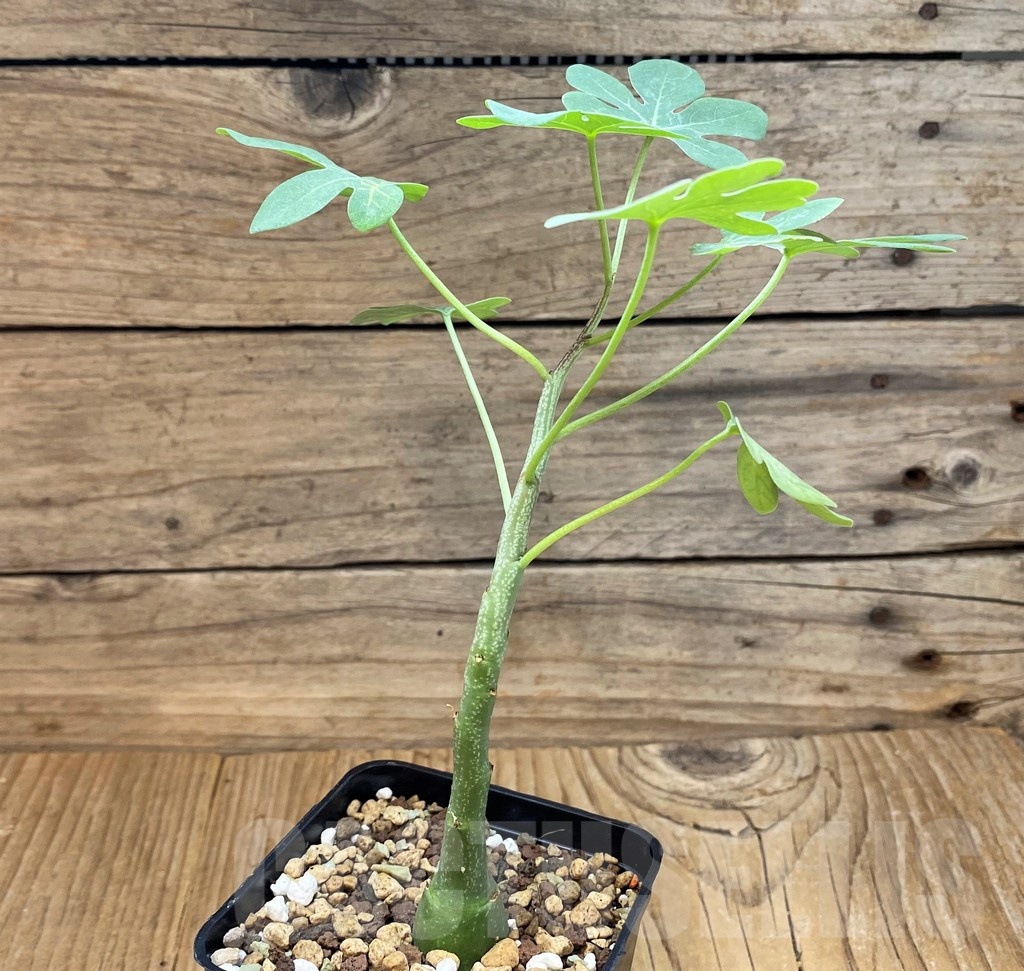 SH20665 Adenia glauca - 画像 (2)