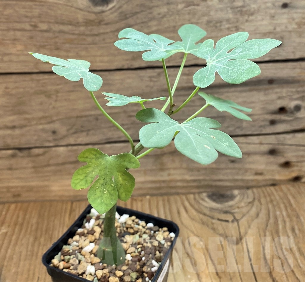 SH20665 Adenia glauca