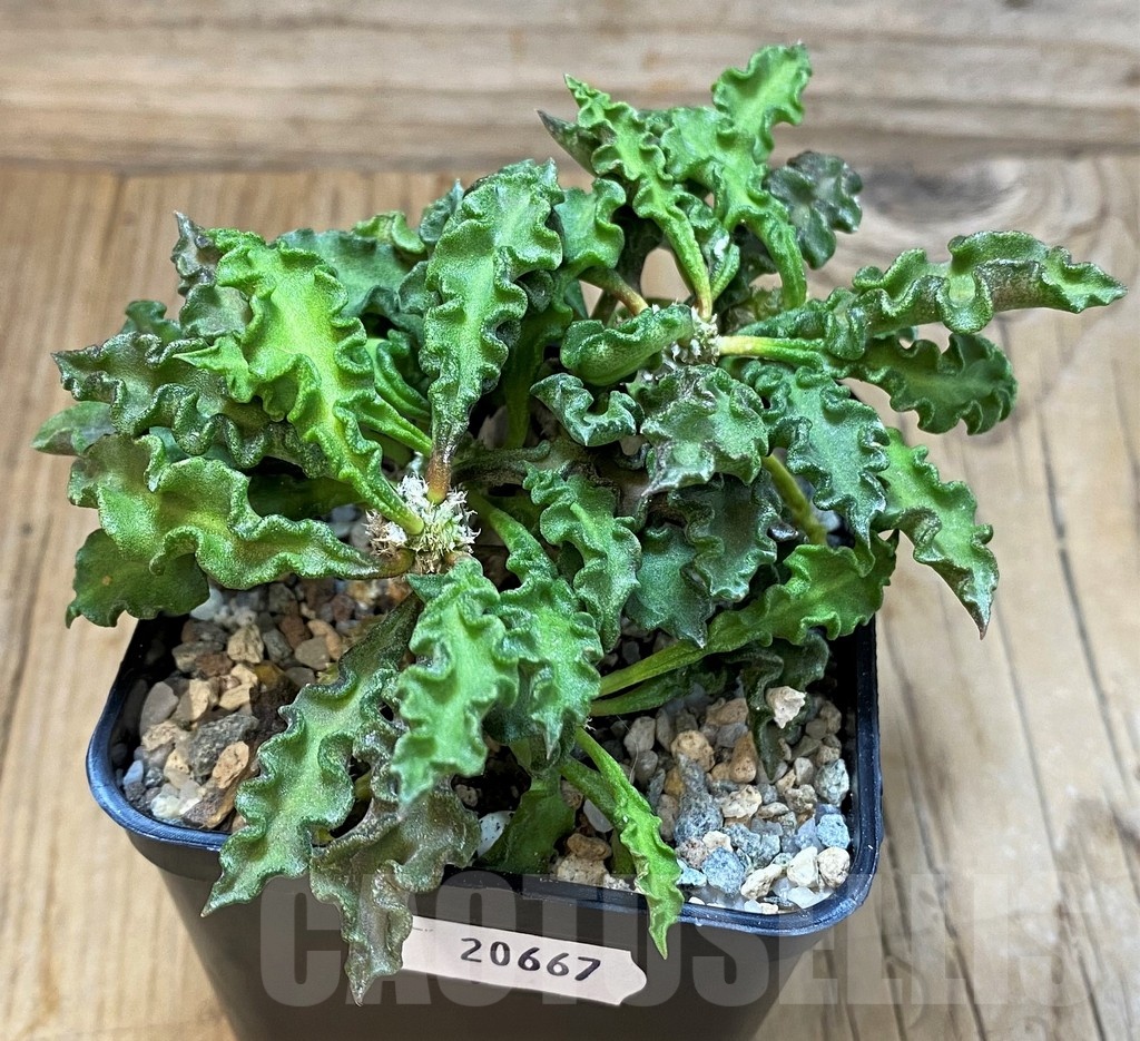 SH20667 Euphorbia decaryi v. spirosticha