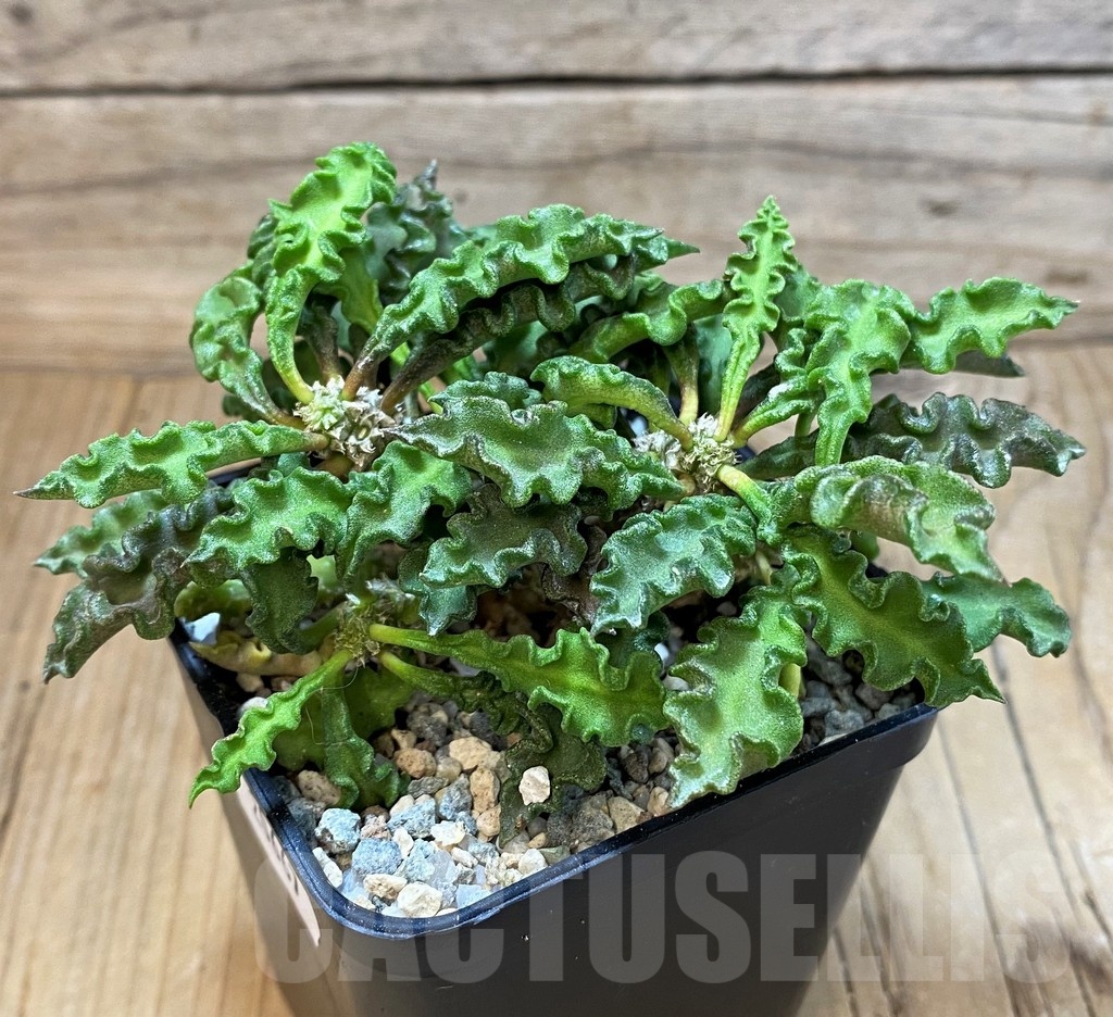 SH20667 Euphorbia decaryi v. spirosticha - Image 2